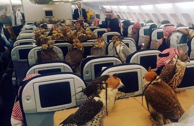 Flights For Falcons