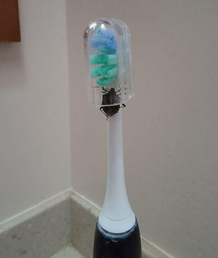 The Toothbrush Is Never Safe