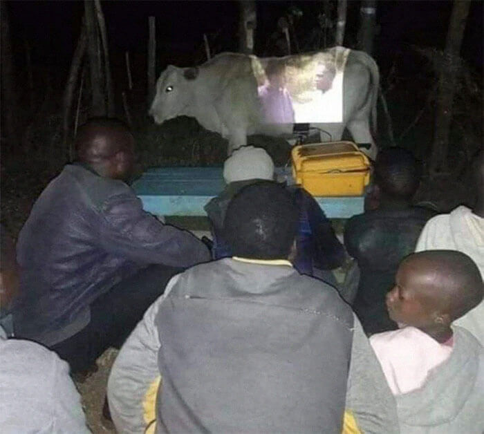 When The Cow Doubles As A Projection Screen