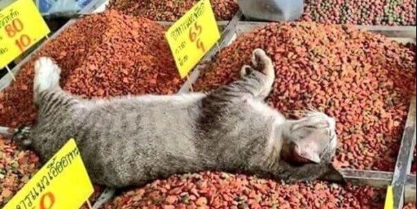 Food Coma