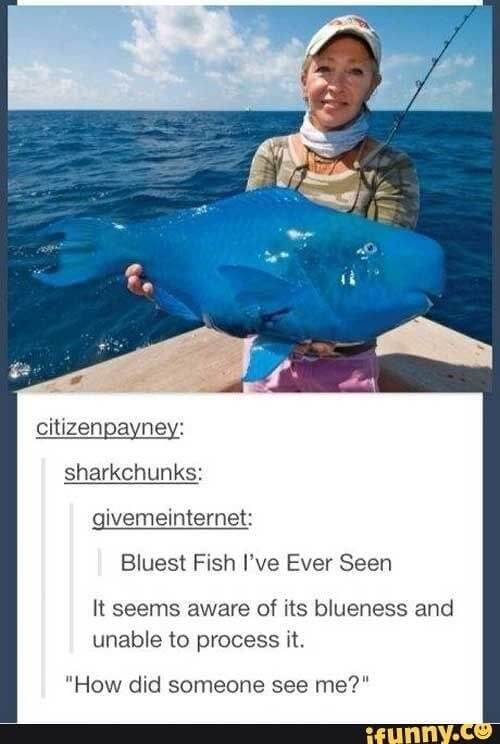 ​The Bluest Fish in the Sea