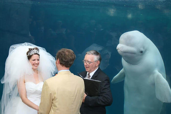 This Beluga Whale Didn't Want To Miss The Party