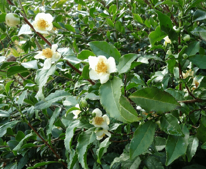 Camellia Tea Looks Like A Tropical Plant