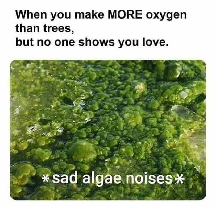 Algae, the Silent Super Hero