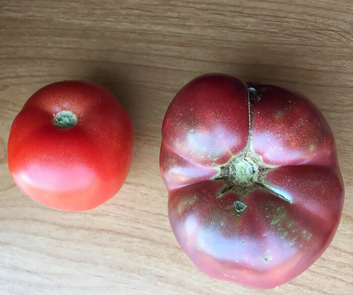 Behold, The Modern Tomato And The Breed 150 Years Ago