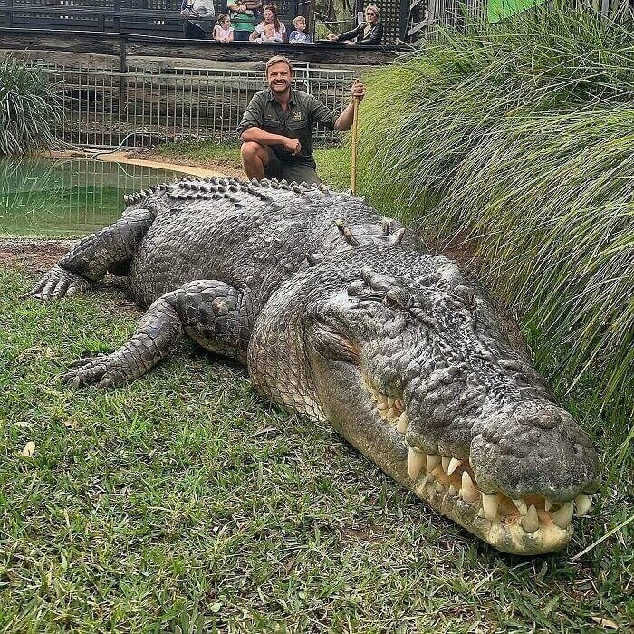 Elvis Is An Absolute Unit Of A Crocodile