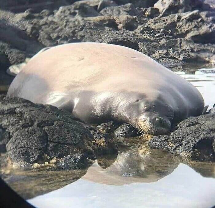 Check Out This Colossal Seal