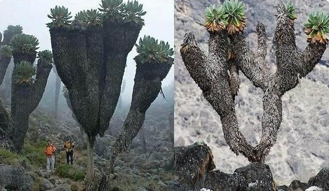 Prehistoric Plant Lives at the Top of Mount Kilimanjaro