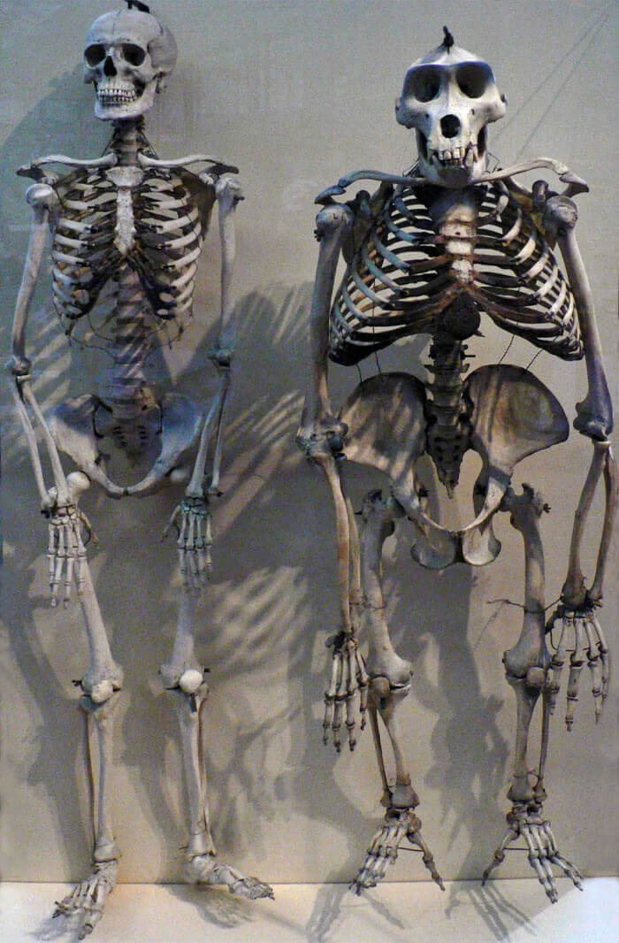 Cousins: A Human Skeleton Compared To Gorilla Skeleton