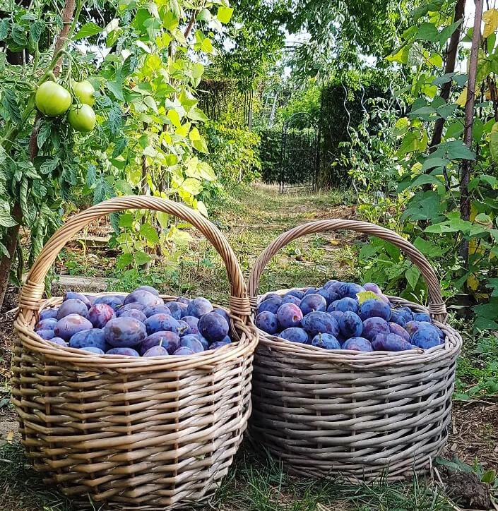 Plump Plums