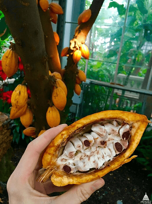 Cacao Looks More Like A Giant Bug
