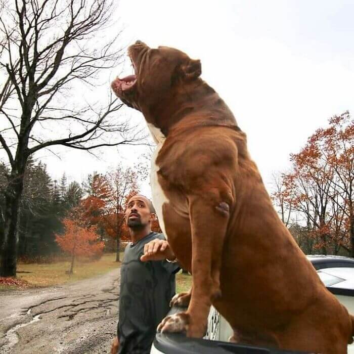 Is This The World's Biggest Pitbull?