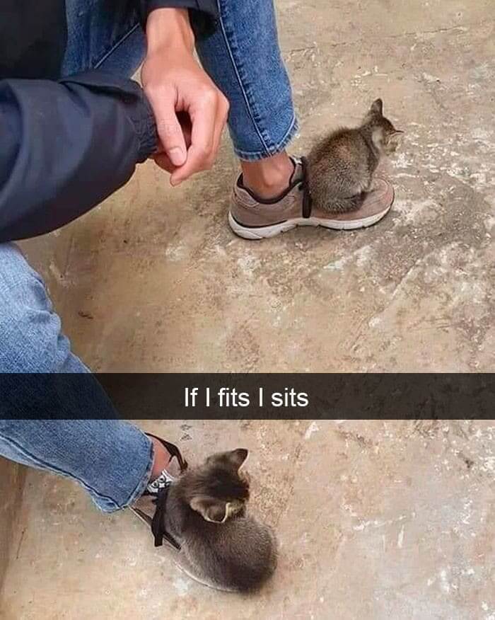 Kitten Shoes