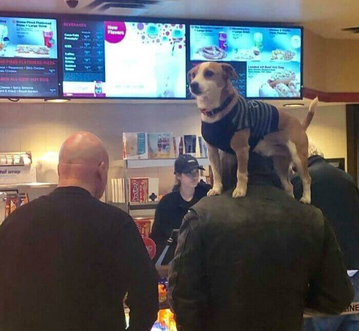 How To Sneak Your Dog In Anywhere