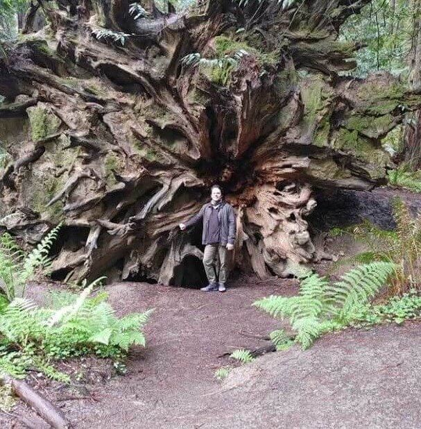 The Sheer Size of a Redwood Tree Compared to a Human