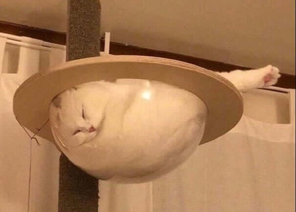 Cat Soup