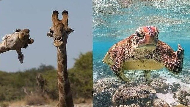 Comedy Wildlife Photography Awards