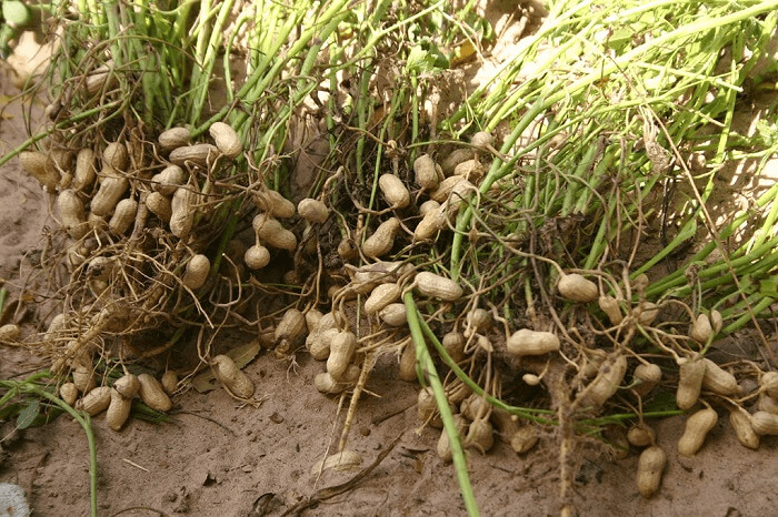 Peanuts Actually Have Yellow Flowers On Them