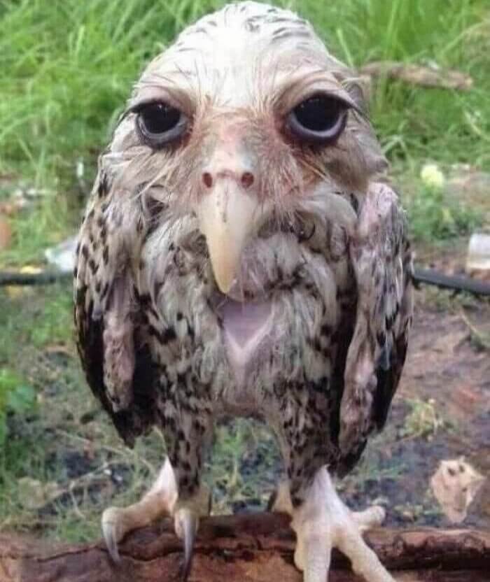 "Owls Aren't Scary," Said No One Who Saw This Photo