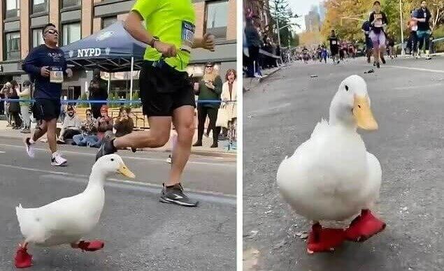 The Duck That Ran the New York Marathon