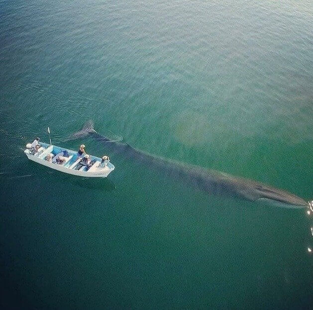The Second Largest Whale in the World