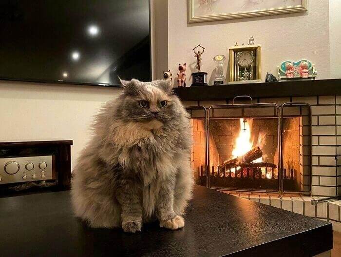 Fluffy, Grumpy Owl Cat