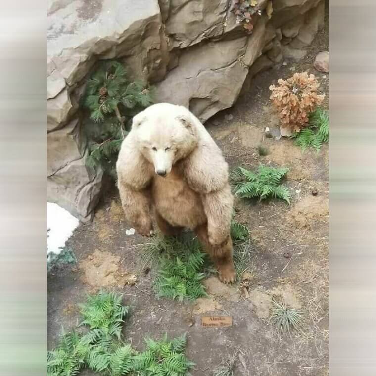 Absolute Unit Of A Bear