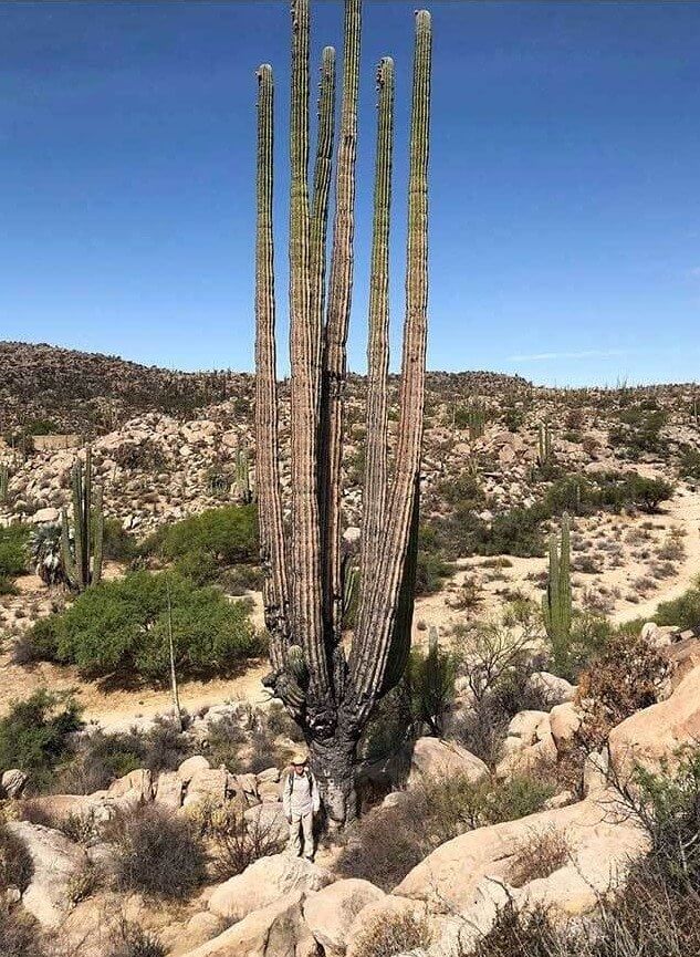 Did You Have Any Idea a Cactus Can Get This Big