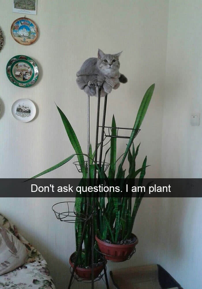 Cattail Plant