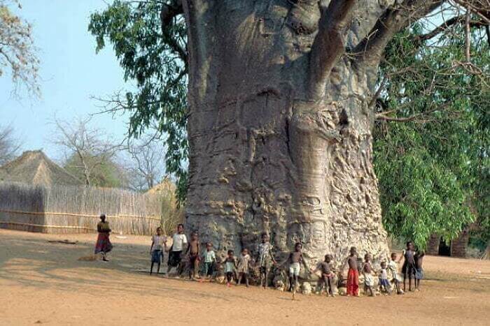 This Enormous Baobab Tree