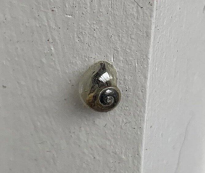 Meet Bubble Snail