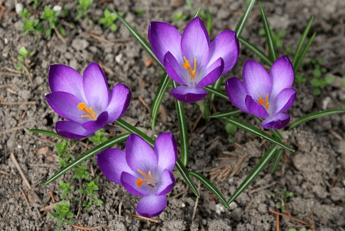 Saffron Is Just As Beautiful In It's Natural State As It Is In Spice Form