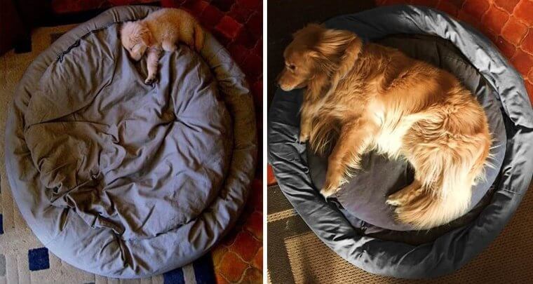 The Difference Between a Golden Retriever Puppy and Adult in Less Than a Year