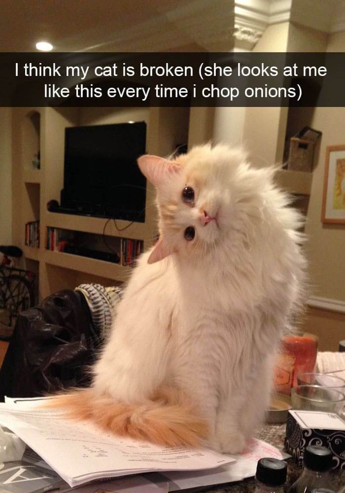"Why Are You Crying Human?"