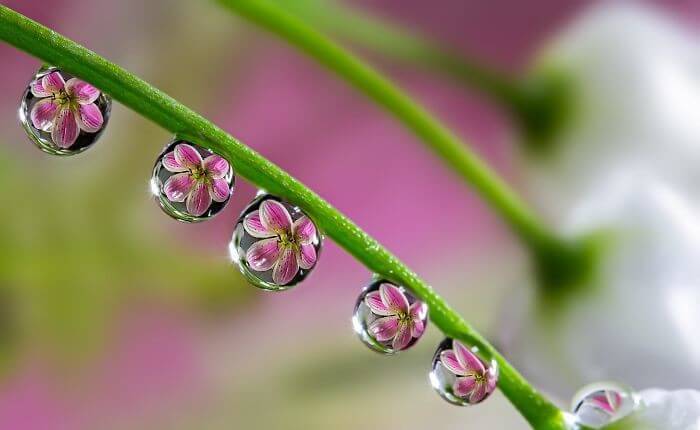 Tiny Flowers In Every Drop