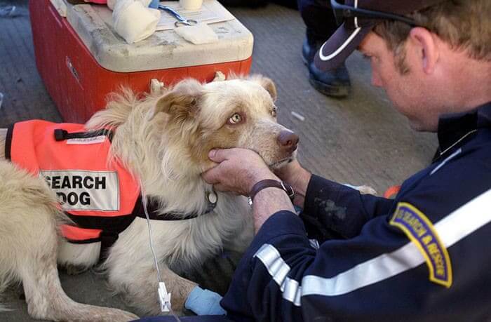Porkchop Refused To Stop Working After 9/11 Even Though She Was Dehydrated