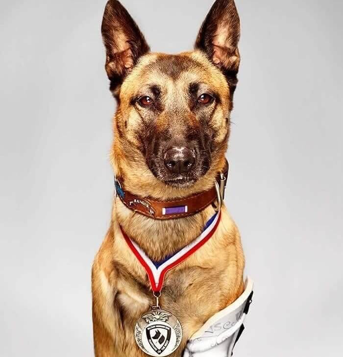 Layka Subdued The Person Attacking Her Handler Despite Being Wounded