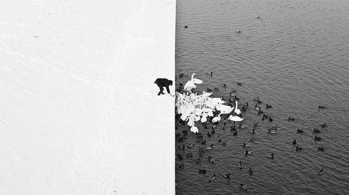 Is The Ice Breaking Or Are Those Just Hungry Swans?