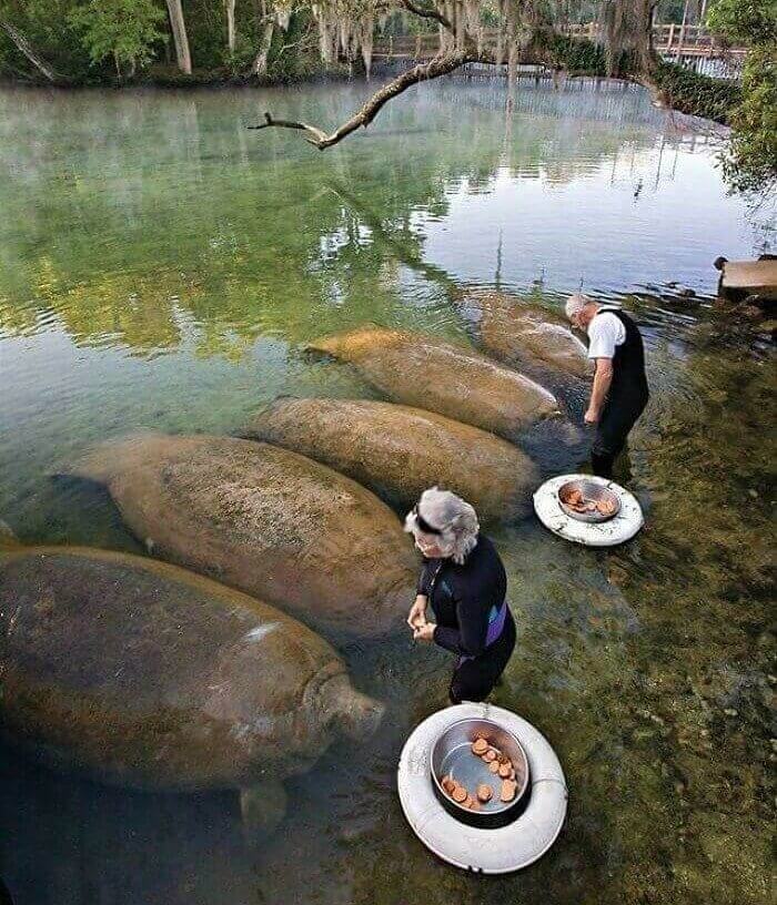 Big Boi Manatees Eating Sweet Potatoes
