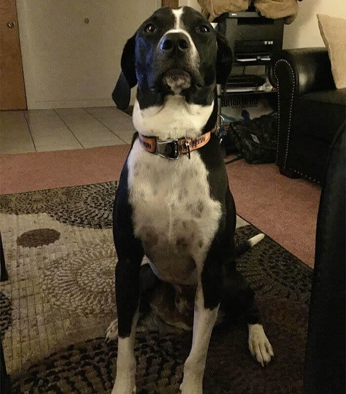 This Dog Smelled Something And Started Barking At His Owners To Get Outside