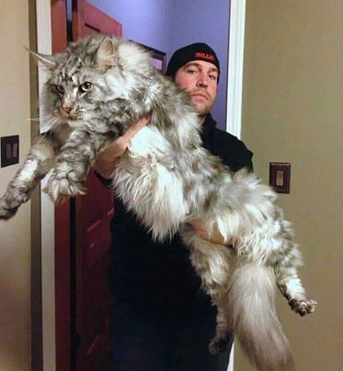 This Maine Coon Is The Size Of A Lion