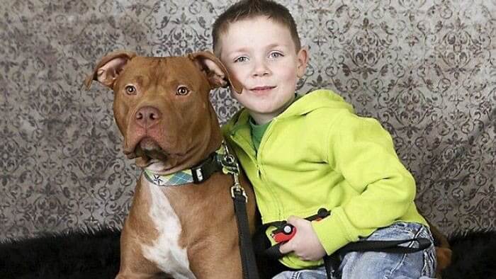 The Family Saved This Pitbull, And Then He Saved Them