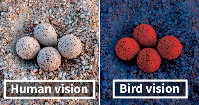 How Birds Really See Objects Compared To How We See Them