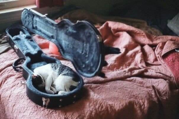Kittar