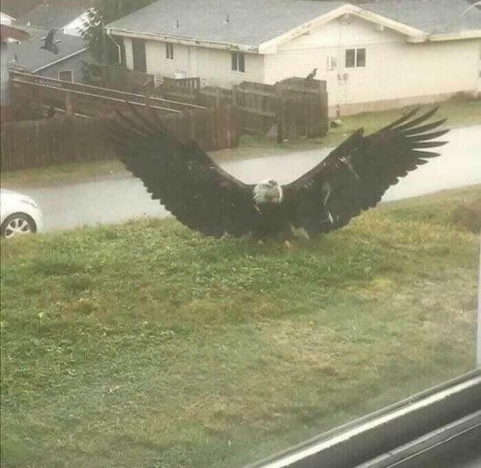 This Super Sized All-American Bald Eagle
