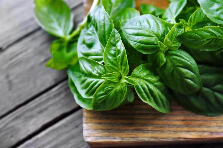 Soft, Fresh Herbs