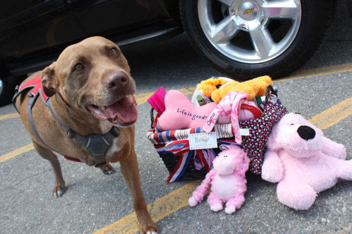 She Covered Her Owner To Protect Her From Getting Hit By A Freight Train