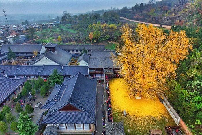 The 1,400 Year Old Tree Scatters Its Golden Leaves On The Grounds Of This Buddhist Temple