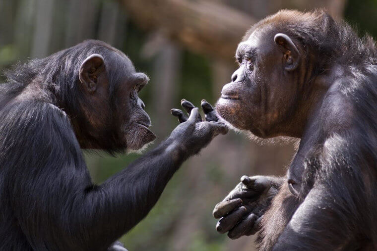 We Have As Much Hair As Chimps