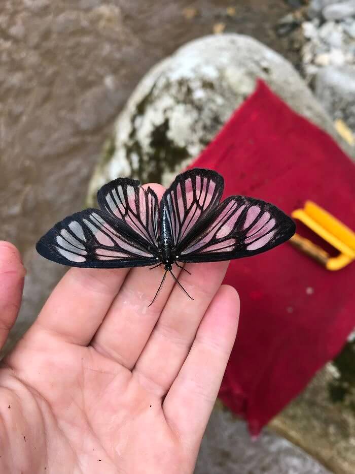She's Just So... Transparent